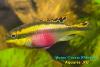 Попугайчик (Pelvicachromis pulcher /kribensis/), самка