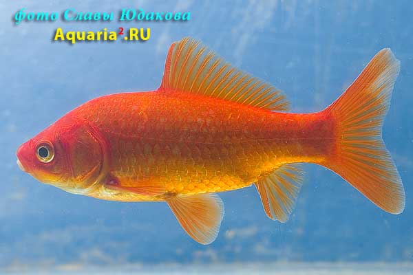 Carassius auratus, золотая рыбка
