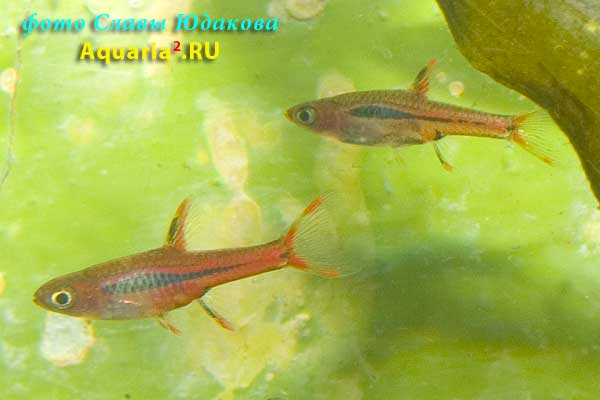  Boraras urophthalmoides   (Kottelat, 1991). Расбора светлячок , самец (спереди) и самка (сзади)