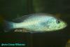 Dimidiochromis strigatus, самец 