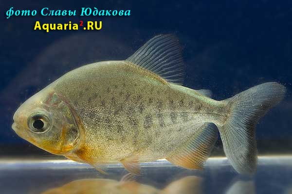 Чёрный паку (Colossoma brachypomum)