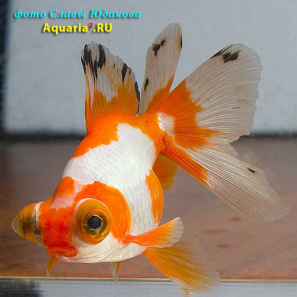 Телескоп Краснобелый (Carassius Auratus)