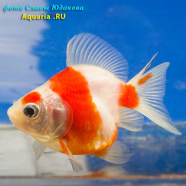 Риукин Краснобелый (Carassius Auratus)