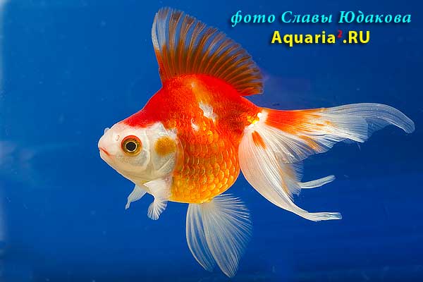 Риукин Краснобелый (Carassius Auratus)