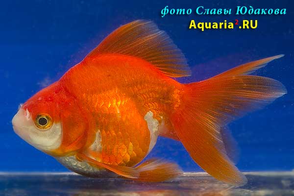 Риукин Краснобелый (Carassius Auratus)