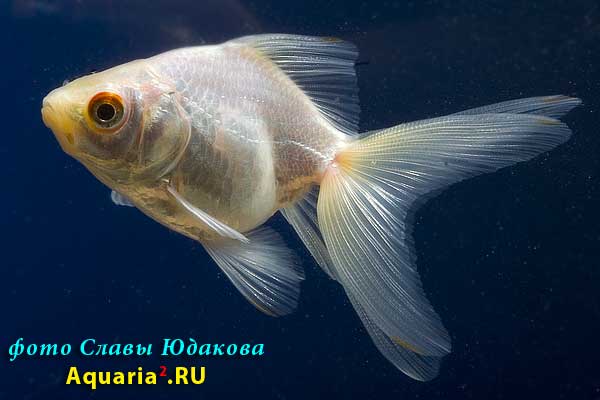 Риукин Белый (Carassius Auratus)