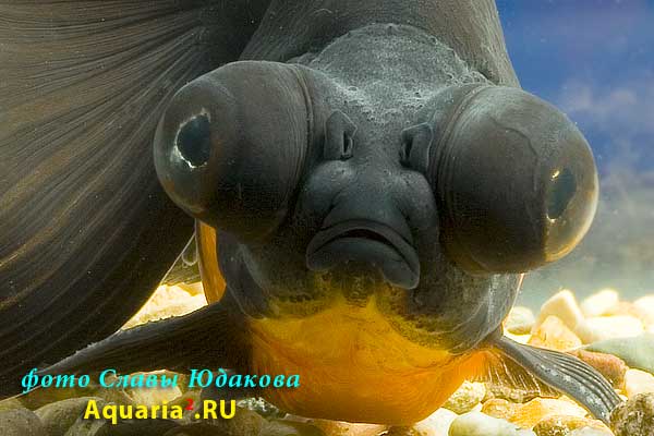 Телескоп Красночёрный (Carassius Auratus)