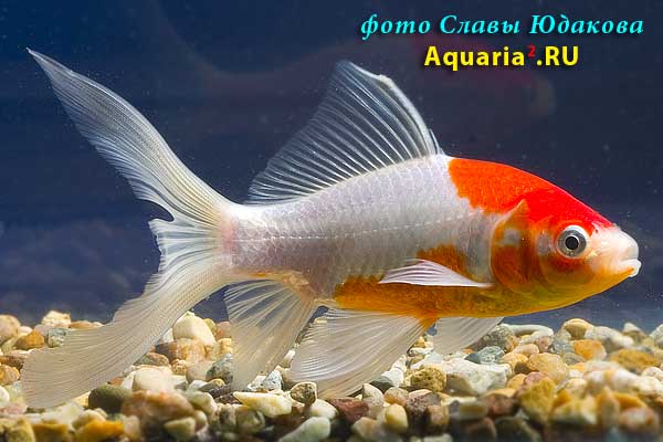 Комета Краснобелая (Carassius Auratus)