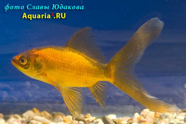 Комета (Carassius Auratus)