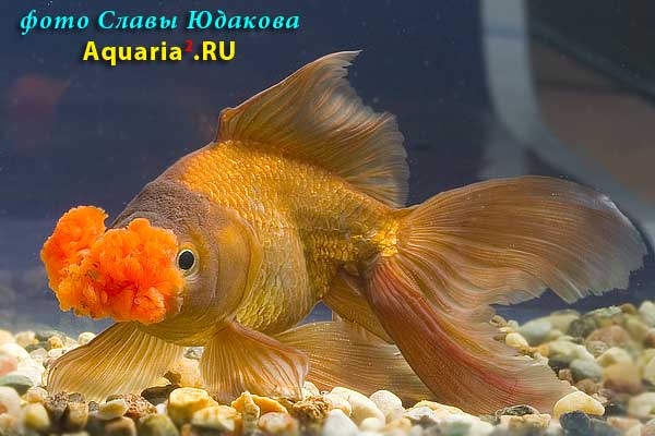 Оранда Коричневая Пом-Пом (Carassius Auratus)