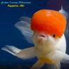 Золотая рыбка "красная шапочка" (Carassius auratus)