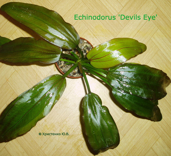 Echinodorus_Devils_Eye