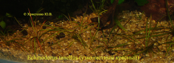 Echinodorus_tenellus
