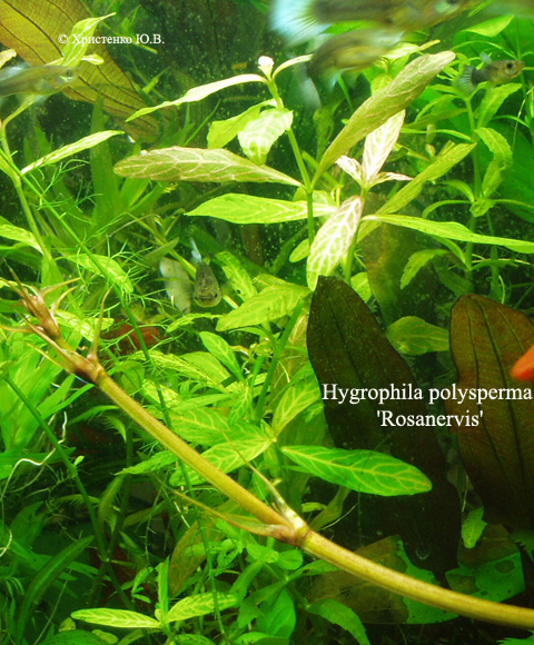 Hygrophila_polysperma_Rosanervis