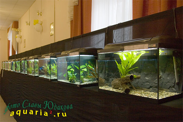 Выставка аквариумистов и террариумистов 2009 IMG_3452