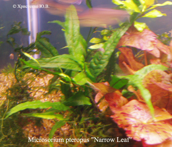 Microsorium_pteropus_kh_Narrow_Leaf