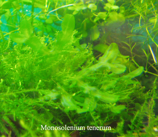 Monosolenium_tenerum