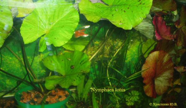 Nymphaea_lotus