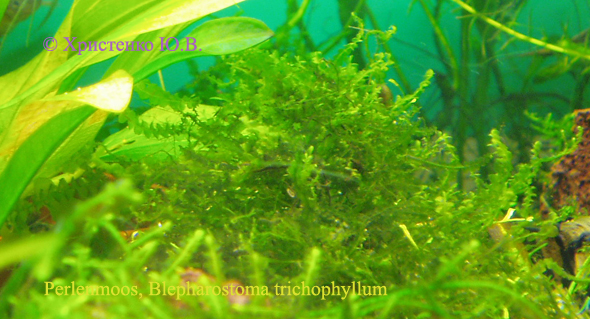 Perlenmoos_Blepharostoma_trichophyllum