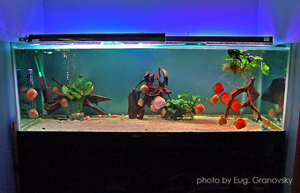 Общий вид декоративного аквариума с дискусами и скатами