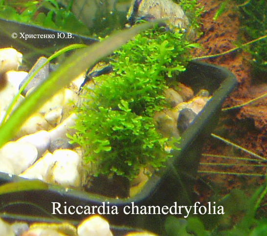 Riccardia_chamedryfolia
