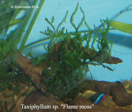 Taxiphyllum_sp._Flame_moss