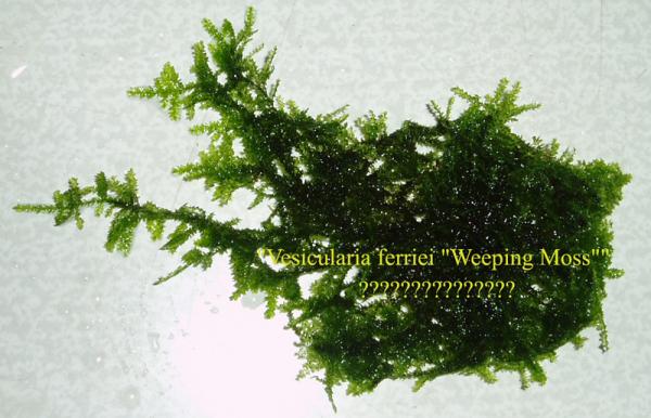 Vesicularia_ferriei__Weeping_Moss