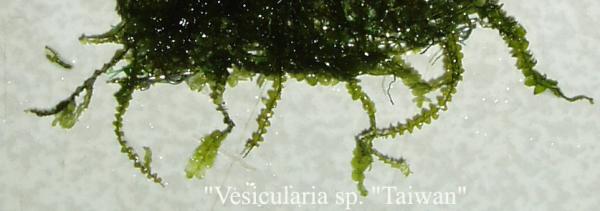 Vesicularia_sp.Taiwan...