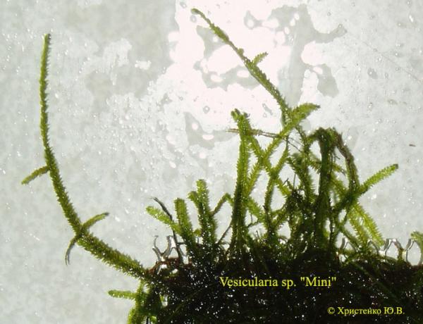 Vesicularia_sp._Mini