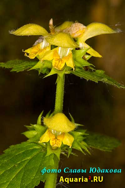 Зеленчук желтый, Galeobdolon luteum