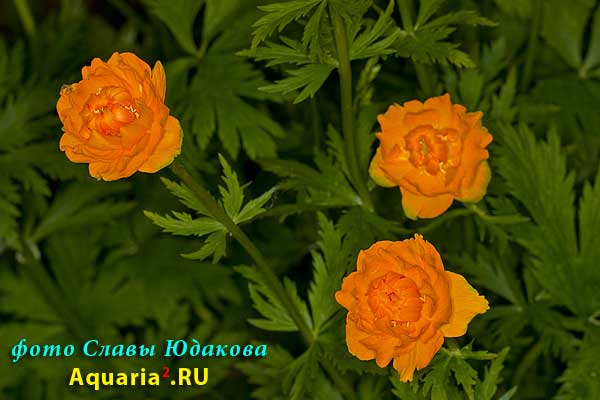 Фигня садовая, Trollius sp.