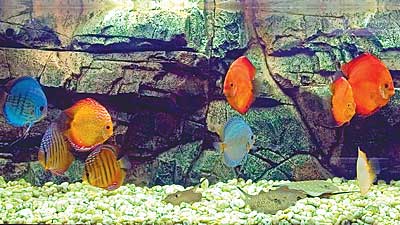 аквариум со скатами