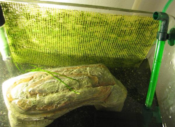 мох на стенке аквариума