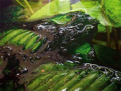 Доклад по теме Пенициллин против сине-зеленых водорослей