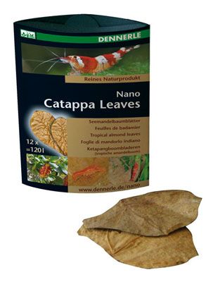 Terminalia catappa, Миндальный лист