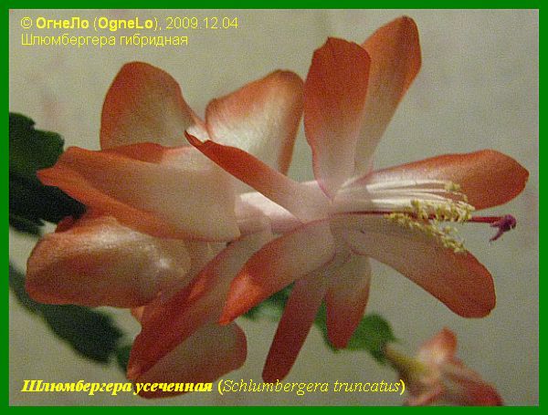 Шлюмбергера усеченная (Schlumbergera truncata)