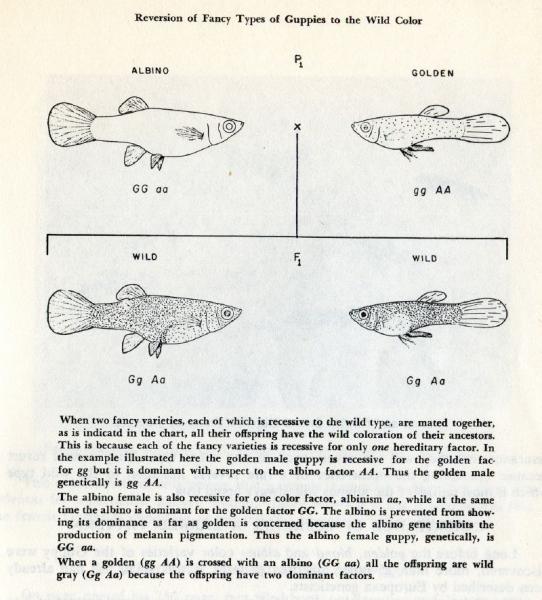  T. F. H. Publications, Inc.; 1955.