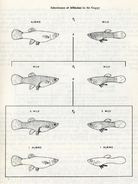  T. F. H. Publications, Inc.; 1955.