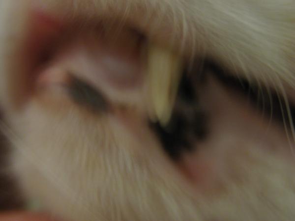 фрагмент кошачьего рта